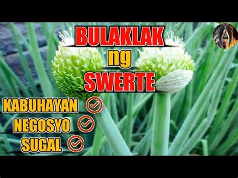 mabisang agimat sa sugal|BULAKLAK NG SWERTE MABISANG AGIMAT .